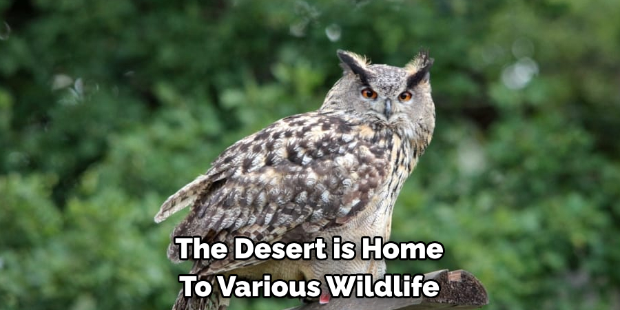 The Desert is Home To Various Wildlife