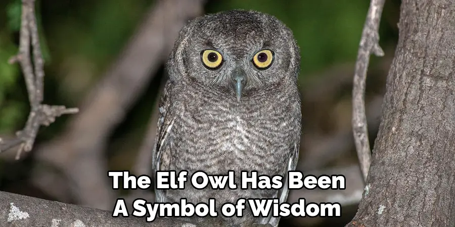 The Elf Owl Has Been A Symbol of Wisdom