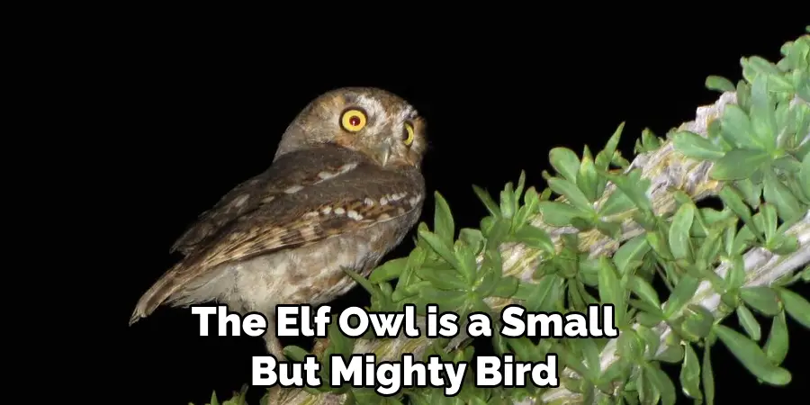 The Elf Owl is a Small But Mighty Bird