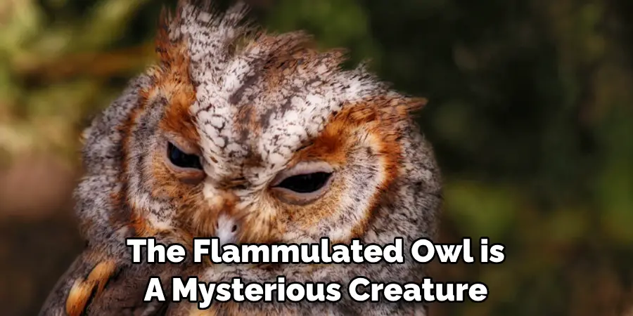 The Flammulated Owl is A Mysterious Creature