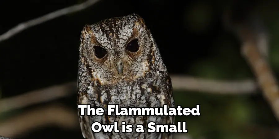 The Flammulated Owl is a Small