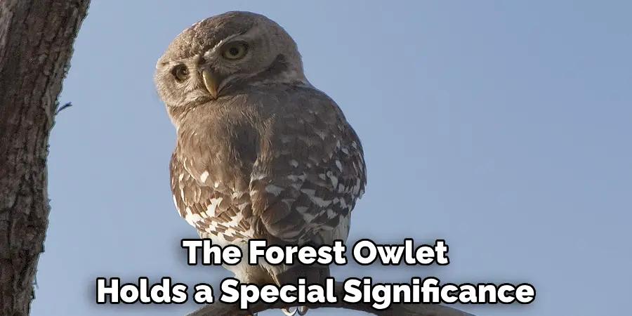 The Forest Owlet Holds a Special Significance