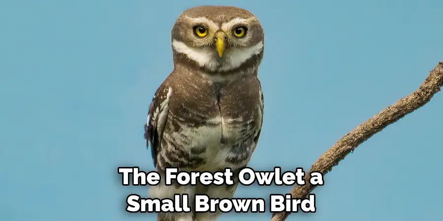 The Forest Owlet a Small Brown Bird