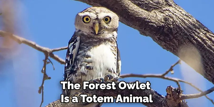 The Forest Owlet 
Is a Totem Animal