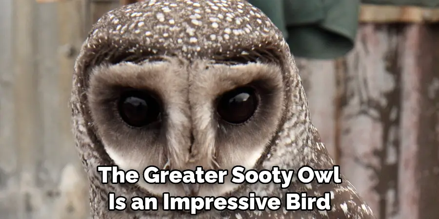 The Greater Sooty Owl Is an Impressive Bird