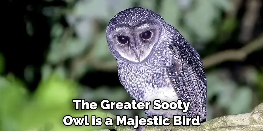 The Greater Sooty 
Owl is a Majestic Bird 