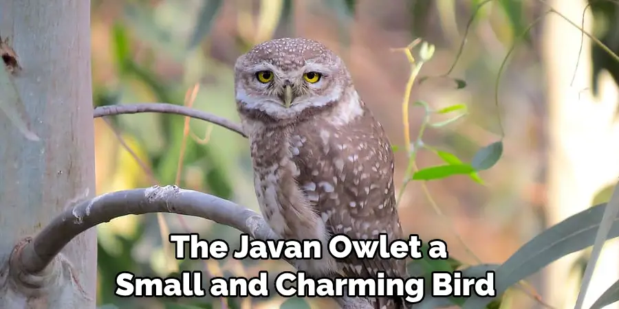 The Javan Owlet a 
Small and Charming Bird 