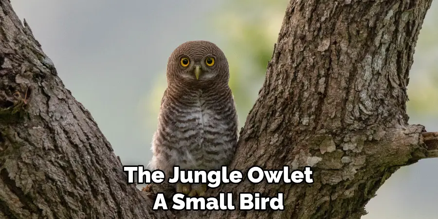 The Jungle Owlet A Small Bird