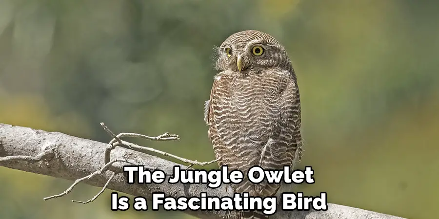 The Jungle Owlet Holds a Significant Place