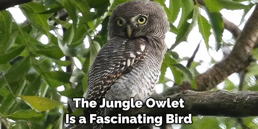 The Jungle Owlet Is a Fascinating Bird