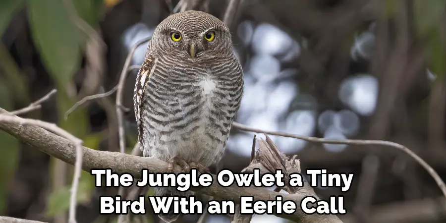 The Jungle Owlet a Tiny Bird With an Eerie Call