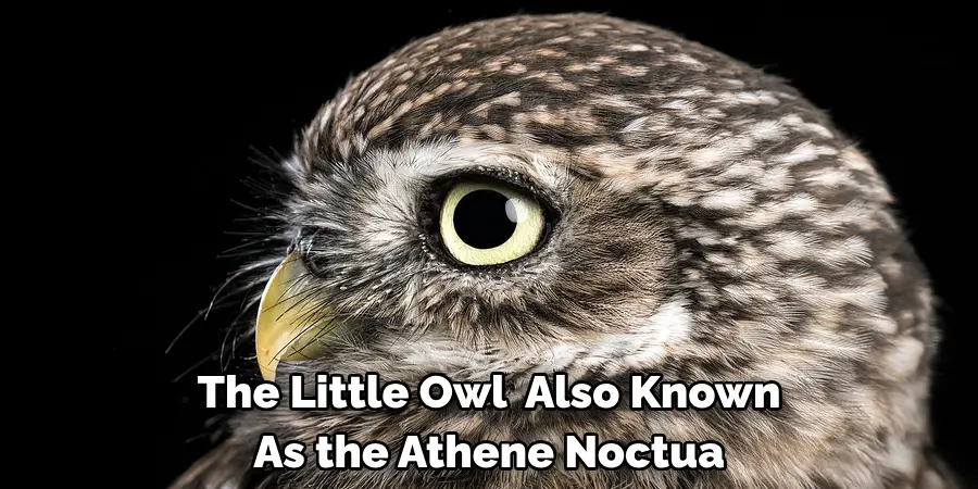 The Little Owl, Also Known 
As the Athene Noctua
