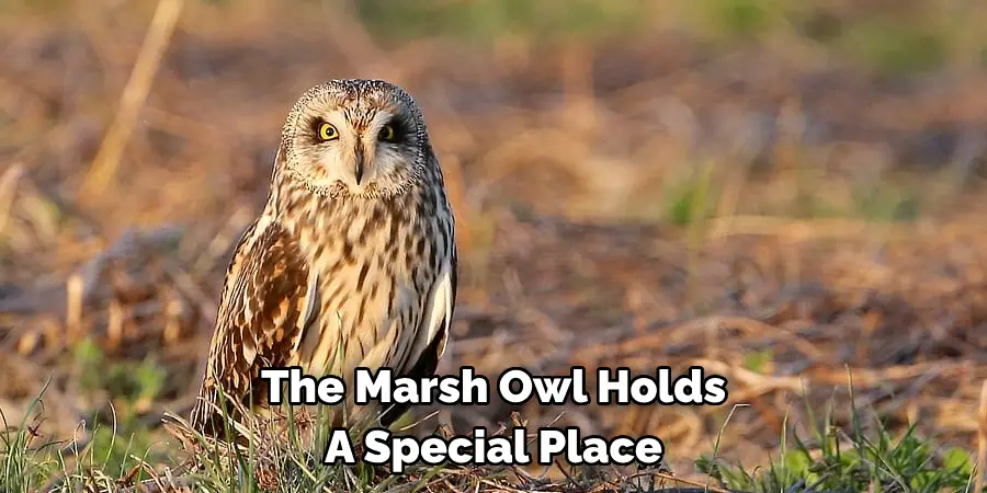 The Marsh Owl Holds A Special Place