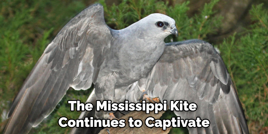 The Mississippi Kite Continues to Captivate