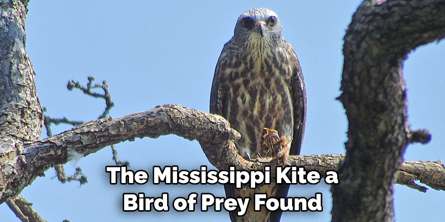 The Mississippi Kite a Bird of Prey Found