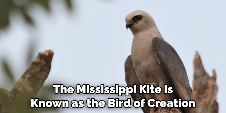 The Mississippi Kite is Known as the Bird of Creation