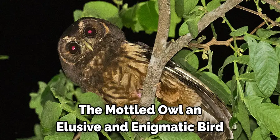 The Mottled Owl an Elusive and Enigmatic Bird