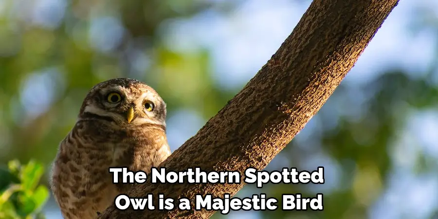 The Northern Spotted Owl is a Majestic Bird