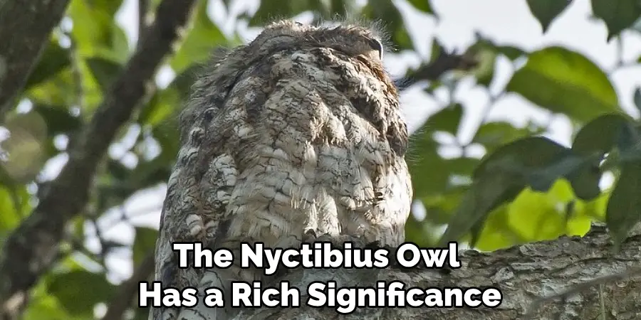 The Nyctibius Owl Has a Rich Significance