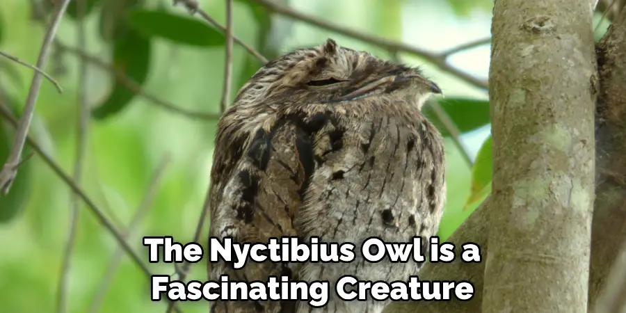 The Nyctibius Owl is a Fascinating Creature