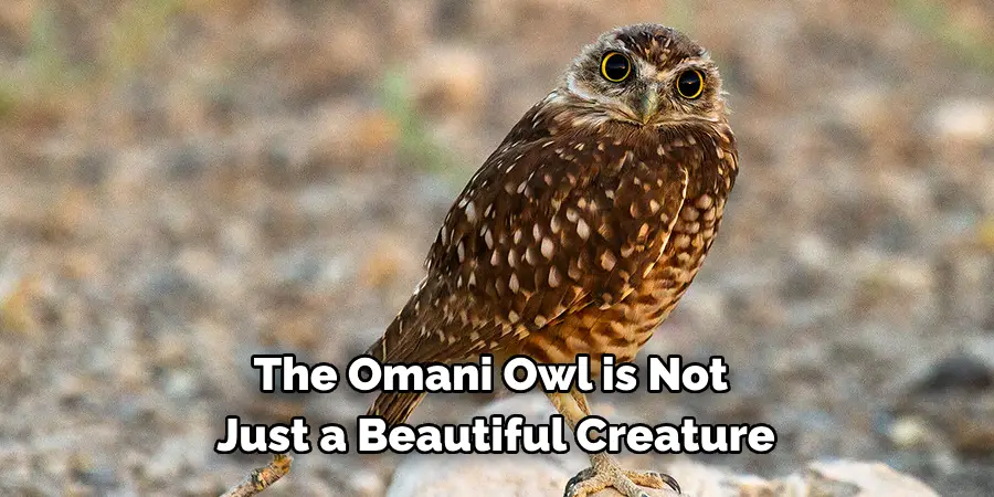 The Omani Owl is Not Just a Beautiful Creature