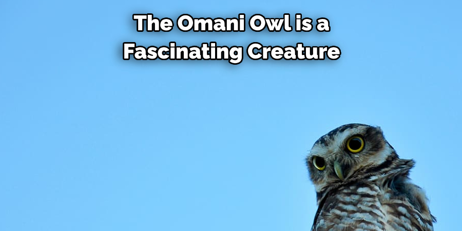 The Omani Owl is a Fascinating Creature