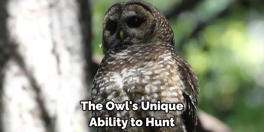 The Owl's Unique Ability to Hunt