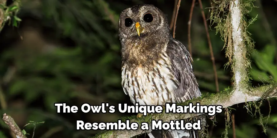 The Owl's Unique Markings Resemble a Mottled
