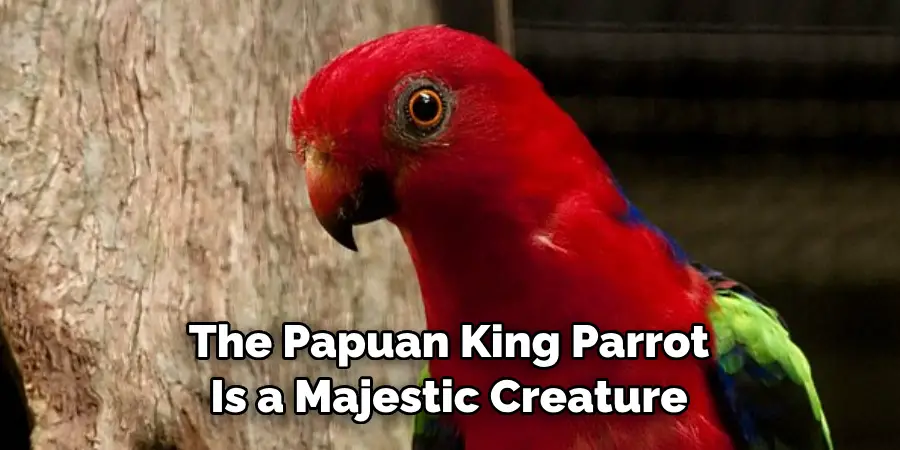 The Papuan King Parrot Is a Majestic Creature