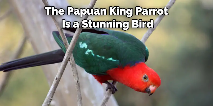 The Papuan King Parrot Is a Stunning Bird