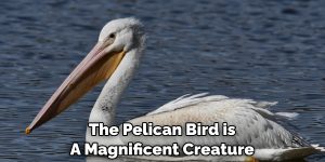 Pelican Spiritual Meaning, Symbolism and Totem | Detailed Guide