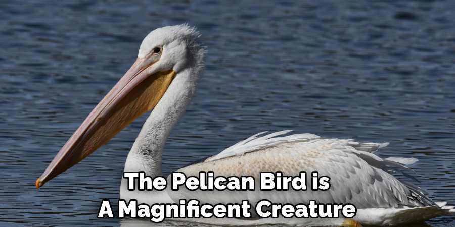 The Pelican Bird is A Magnificent Creature