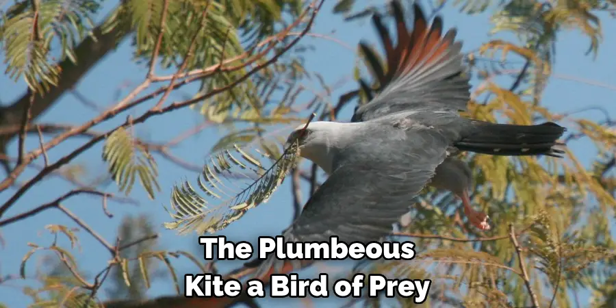 The Plumbeous Kite a Bird of Prey