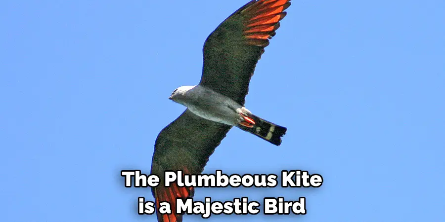 The Plumbeous Kite is a Majestic Bird