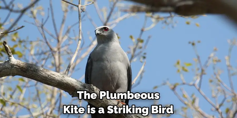 The Plumbeous Kite is a Striking Bird