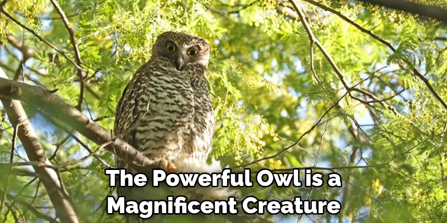 The Powerful Owl is a Magnificent Creature