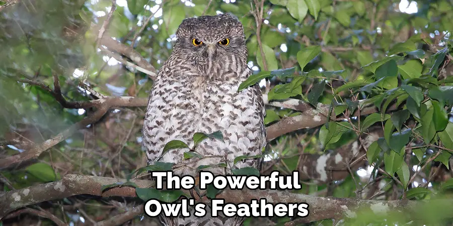 The Powerful Owl's Feathers