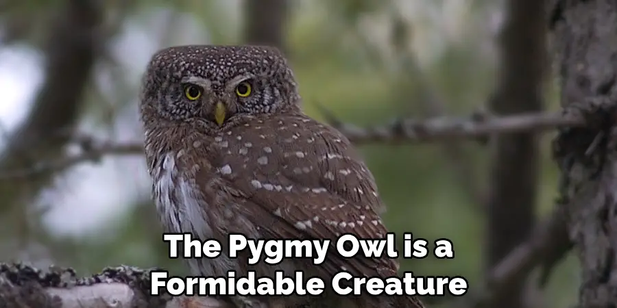 The Pygmy Owl is a Formidable Creature