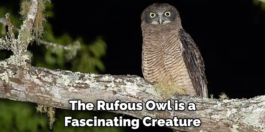The Rufous Owl is a Fascinating Creature