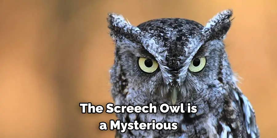 The Screech Owl is a Mysterious