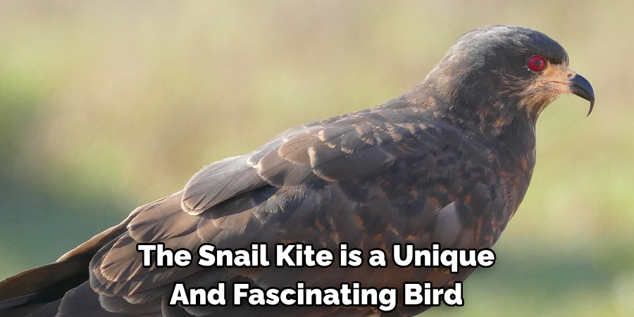 The Snail Kite is a Unique And Fascinating Bird