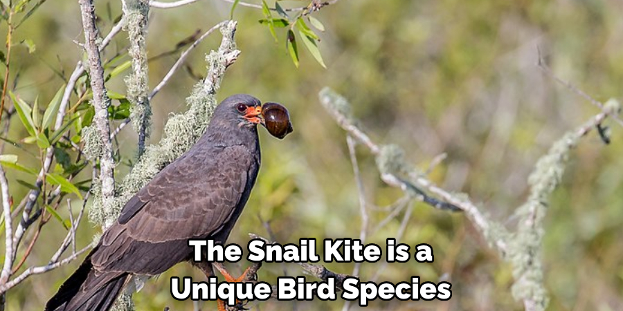 The Snail Kite is a Unique Bird Species