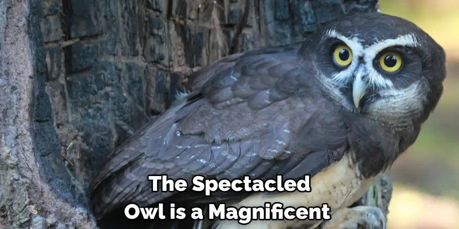 The Spectacled Owl is a Magnificent