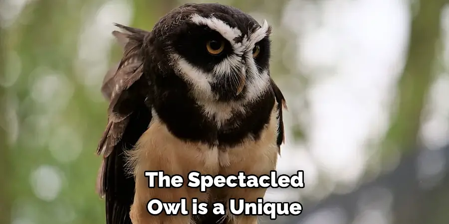 The Spectacled Owl is a Unique