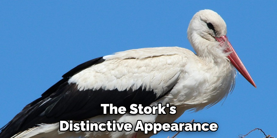 The Stork's Distinctive Appearance