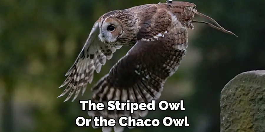 The Striped Owl Or the Chaco Owl