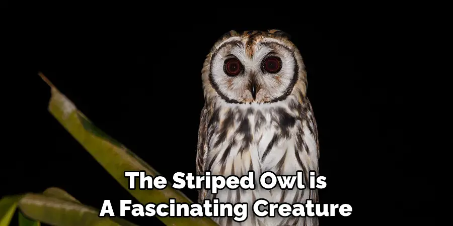 The Striped Owl is A Fascinating Creature