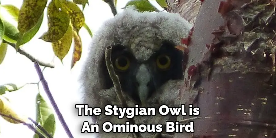 The Stygian Owl is An Ominous Bird