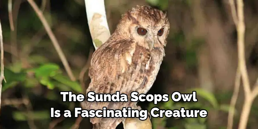 The Sunda Scops Owl Is a Fascinating Creature