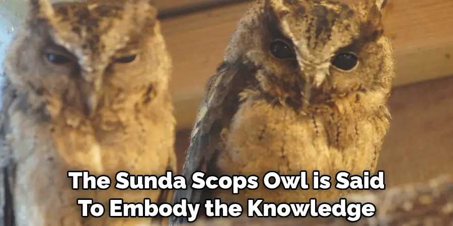The Sunda Scops Owl is Said To Embody the Knowledge